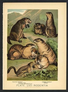 PRAIRIE DOG, MARMOT, BABAC, Vintage 1897 Chromolithograph Print, Antique, 057 - Picture 1 of 1