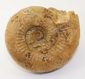 Ammonit, Stephanoceras sp., Jura, Bajoc, Verson, Calvados, Frankreich -k91 - Picture 1 of 6