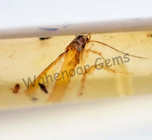 50,50 ct 100 % natürlicher gelber Bernstein Insekteneinschluss zertifiziert loser Edelstein - Bild 1 von 7