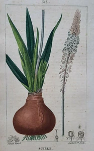Botanische SCILLE GRAVUR Lambert TURPIN Pflanze 19. Jh. - Bild 1 von 2