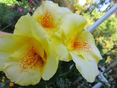 1 Plant Tropical Leafy Green Yellow Canna Lily Hardy Perennial - Image 1 of 4