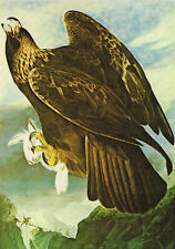 Golden Eagle Bird Print Picture John James Audubon Vintage 1978 BOA#95