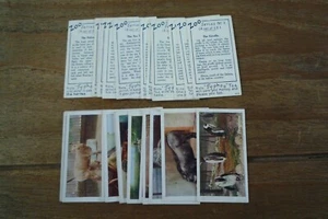 Typhoo Tea Zoo Series Cards - 1932 - VGC! - Pick & Choose The Cards You Need! - Picture 1 of 3