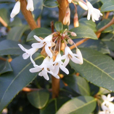 MESARBUSTES.COM Osmanthus burkwoodii - Osmanthe de Burkwood - Osmarea blanc parfumé