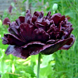 10 SCHWARZE BAUMPFINGSTROSENSAMEN - (Paeonia suffruticosa) - Bild 1 von 7