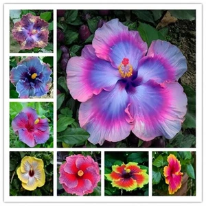 ca. 50 Stück/Pack Samen Hibiskussamen Blumensamen für Hausgarten Pflanzen - Picture 1 of 28