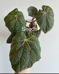 Begonia xanthina 40+ seeds - FREE domestic shipping