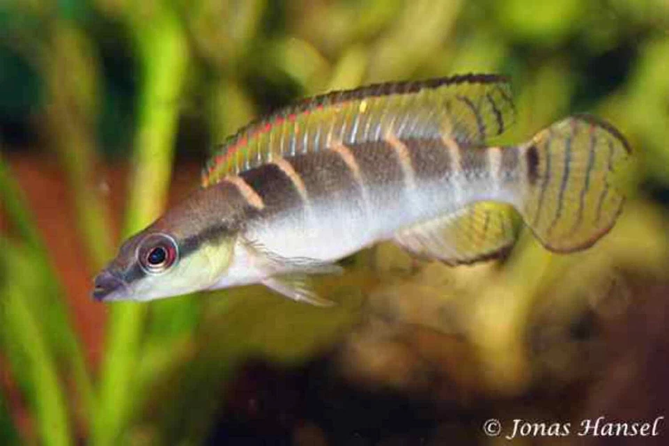 Green Dwarf Pike Cichlid 2.0–2.5” – Rare South American Freshwater Aquarium Fish - Image 1 of 1