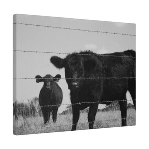 Schwarz & weiß Kuh und Kalb hinter Stacheldrahtzaun matt Leinwand Farm Life Motiv - Bild 1 von 7