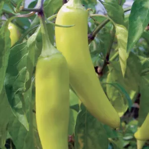(20) Ungarische Heißwachs Pfeffersamen Gartenpflanzen - Bild 1 von 2