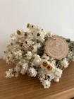 80GR DRIED WEDDING FLOWERS BUNCH AMMOBIUM ALATUM ARRANGEMENT DECORATION 16"