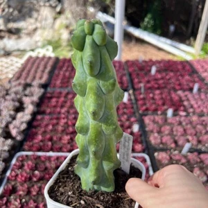 Myrtillocactus Geometrizans Boobie Cactus Rare Succulent Live Plant Live Succule - Picture 1 of 1