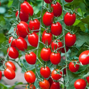 🍅 Baby Red Plum Tomato 🍅 50-Fines Seeds🍅Sweet & Aromatic 🍅UK SELLER - Picture 1 of 3