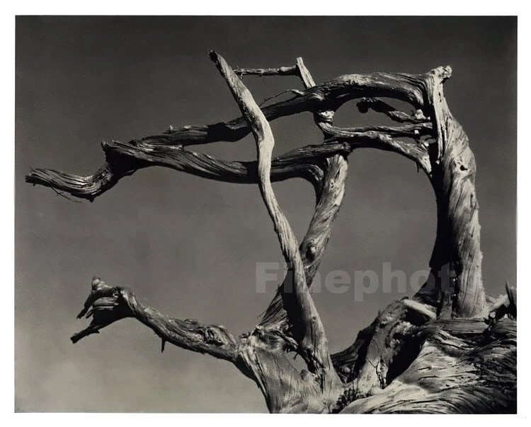 Foto vintage de ciprés desarraigado de Edward Weston Point Lobos 1934/49 ROMEKOTE Foto 1 de 1