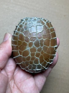262g Hermosa Piedra Natural Tortuga Espalda Patrón Moire Piedra Paisaje - Imagen 1 de 23