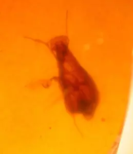 Super SELTENE Gottesanbeterin Gottesanbeterin mit Milbe in Burmit Bernstein Fossil Dinosaurierzeit - Bild 1 von 10