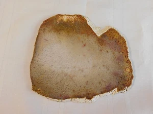 Fossil Palm Wood Slab from Texas/Louisiana - Imagen 1 de 5