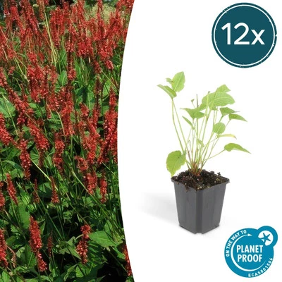 Candela-nodo Persicaria amplexicaulis 12 x ↕25 cm - Ø9 cm - Immagine 1 di 4