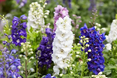 SEEDVILLE USA 100 ROCKET LARKSPUR DELPHINIUM Consolida Giant Imperial Mixed Colors Flower Seed