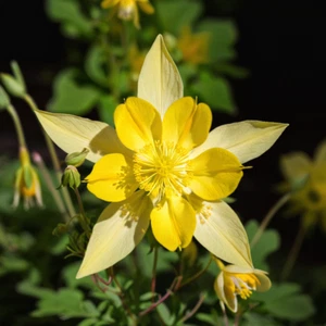 50 Columbine Seeds Flower Perennial Flowers Seed Bloom Pollinator "Yellow" - Picture 1 of 24
