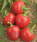 CHILI PEPPER RED CHERRY - HOT PEPPER / Finger Hots 1000 Seeds - Top Quality BULK
