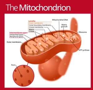 Mitochondrion Mitochondria Organelle Cells Biology Diagram Art Print Poster - Picture 1 of 1