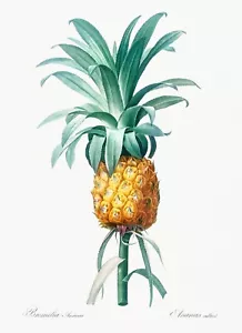 Vintage botanische ANANAS ILLUSTRATION 1805 Premium Kunstdruck 17x22" - Bild 1 von 1