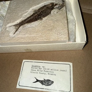 Fósil Eoceno Knightia pez, formación Green River Lincoln County Wyoming - Imagen 1 de 14