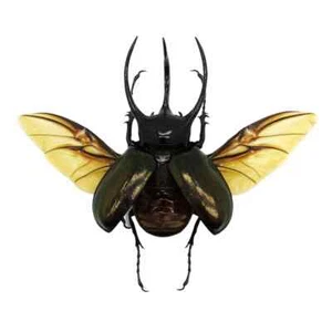 Huge Atlas Beetle (SPREAD) Chalcosoma chiron Indonesian Insects Specimen Bug - Picture 1 of 7