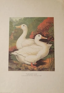 Vintage Poultry Ducks Print Mrs Mary Seamon’s Pair of Aylesbury Ducks (No.7041) - Picture 1 of 5