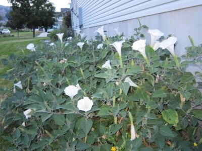 Datura, 150 Seeds, Trumpet Flower, Angel Trumpet, Moon Flower, Sacred Datura - Image 1 of 4