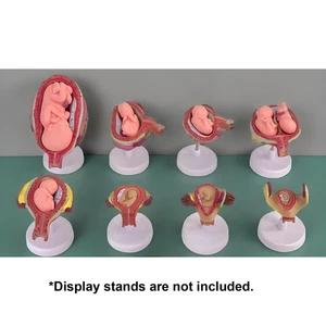 8 PCS Human Anatomical Embryonic Development Pregnancy Embryo Development - Picture 1 of 9