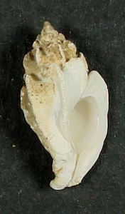 MUREX NEGLECTUS 18.34mm BEAUTIFUL RARE SPECIMEN Mactan Straits, Philippines - Picture 1 of 2