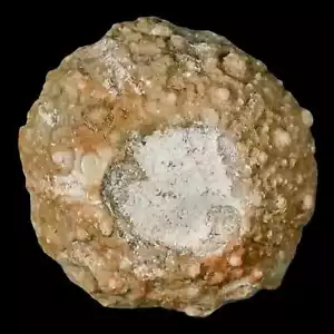 28MM Detailed Fossil Conopygus Sea Urchin Echinoid Cretaceous Morocco - Picture 1 of 8
