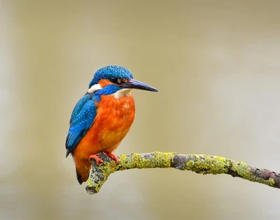 Impresión fotográfica Kingfisher Bird 11x14 11"x14" Foto 1 de 3