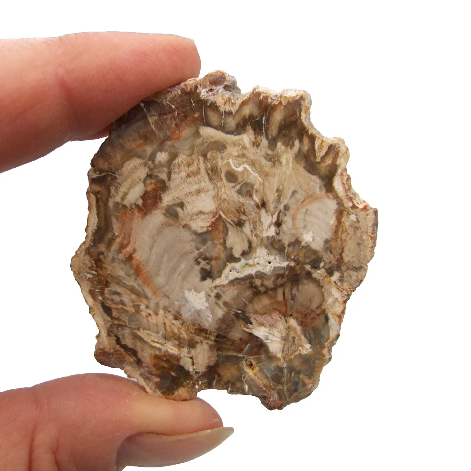 Fossil Petrified Wood Slice Madagascar Polished 5.5cm x 5cm 22g - Image 1 of 4