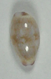 CYPRAEA FIMBRIATA 10,92 mm ESPECIMEN SUPER ELECCIÓN Guam - Imagen 1 de 2