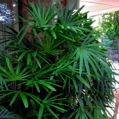 Rhapis excelsa (Bamboo Lady Palm Tree) 5 - 25 Seeds | RARE House Plant Indoor UK - Image 1 of 3