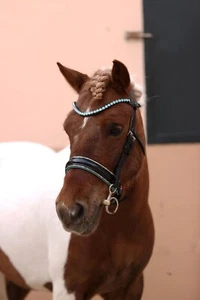 Fascia per sopracciglia Ice Equestrian Bling vera pelle italiana. Acqua. Pony - Cob - Completo - XF - Foto 1 di 7