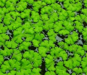 Schwimmlebermoos frostharte Wasserpflanzen Schwimmpflanzen Deko für den Teich