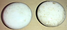 Antique White Ceramic Door Knobs (Set of 2)