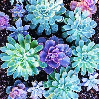 ===SUCCULENT== SS0071 Living Stones Flower Succulent Cactus Rare Succulent seeds - Image 1 of 2
