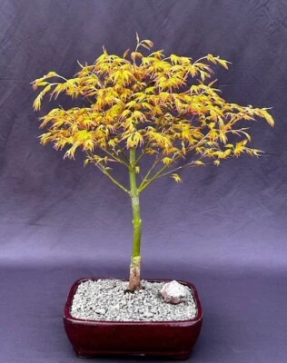 Katsura Japanese Maple Bonsai Tree 15"H Outdoor Deciduous Acer Palmatum Katsura - Image 1 of 2