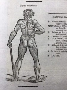 Anatomy 1614 Dissection Medicine Surgery Ambroise Paré Rare Woodcut - Picture 1 of 9