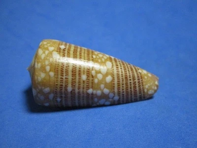 Conus nobilis f. skinneri Broderip, 1842 "GOLDEN!" (42.1mm) - Image 1 of 4