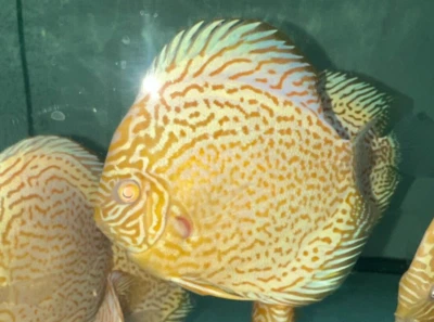 Albino Golden Leopard 5" - Image 1 of 4