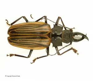 Macrodontia castroi, nice and rare, Honduras 81-82mm, A1/A- - Bild 1 von 1