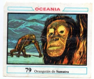 ORANGUTAN DE SUMATRA #79 CROMO OCEANIA 1968 DUNKIN RECUPERADO DE ALBUM - Imagen 1 de 2