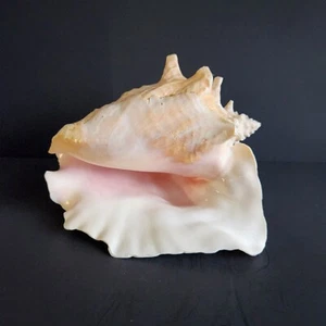 Huge 3 LBS Queen Conch Shell, Shell #2 - Picture 1 of 24