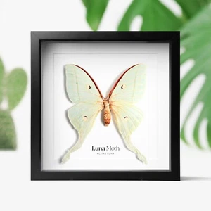 Luna Motte Schmetterling Insekt Käfer Taxidermie Kastenrahmen Innenarchitektur Wohndeko - Bild 1 von 3